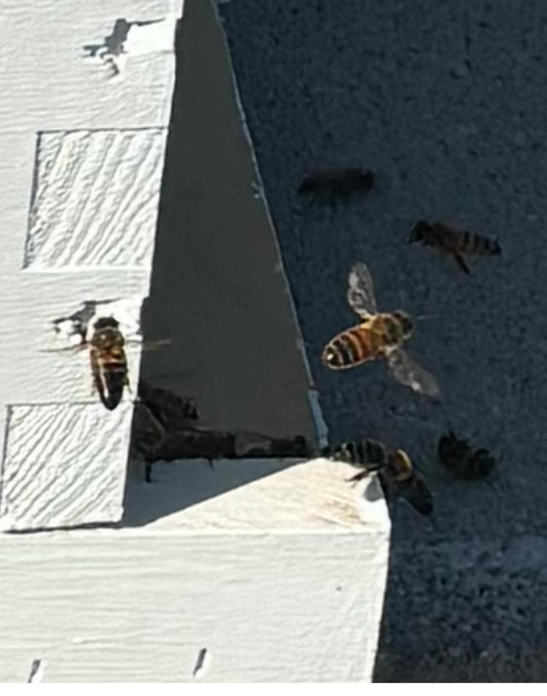 Raw and unfiltered honey 4oz
