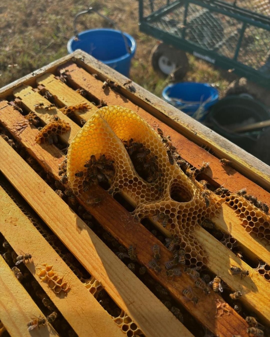 Pure beeswax lotion bar