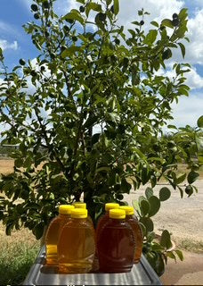 Raw unfiltered honey 16oz